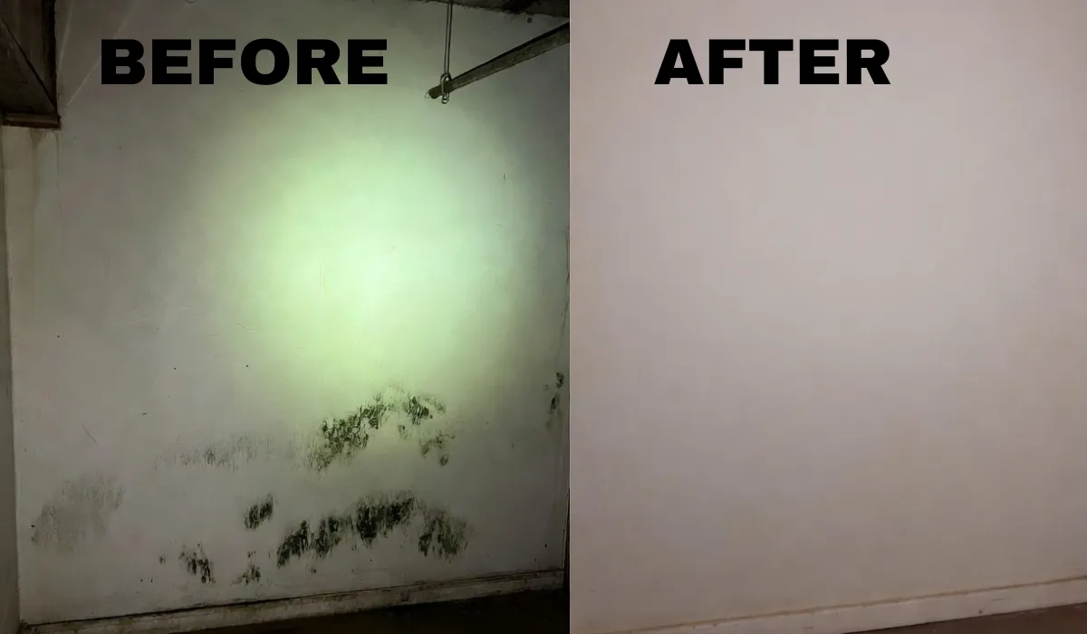 Mold growth on a basement wall before inspection